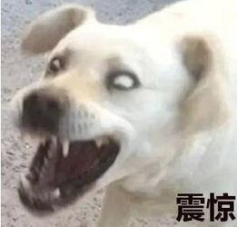 娱乐吃瓜君傻狗的日常