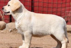 布拉多,探寻历史与现代交融的璀璨明珠